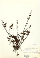 藏品(太平紫花鼠尾草(太平南丹參))的圖片